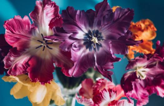 Lav selv pinke Anthurium-arrangementer: Hæv dit hjem med tropisk elegance